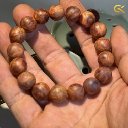 Nu huyết Long 14 li
