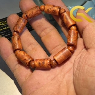 Nu huyết Long đốt trúc 10 li