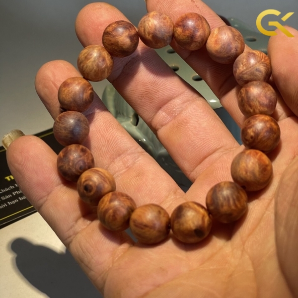 Nu huyết Long 12 li
