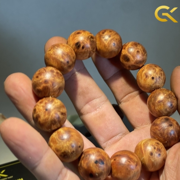 Nu huyết Long 18 li