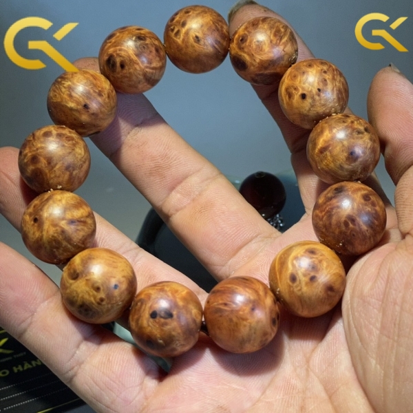 Nu huyết Long 18 li